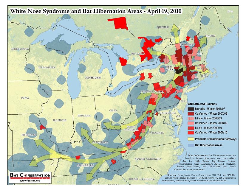 whitenosesyndrome
